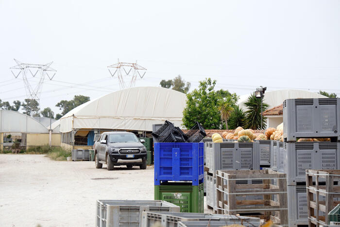 Lotta Al Caporalato Nel Settore Agricolo: Il Caso Di Satnam Singh ...