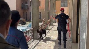 Scomparsa Di Mara Favro Carabinieri E Unit Cinofila In Azione A Susa